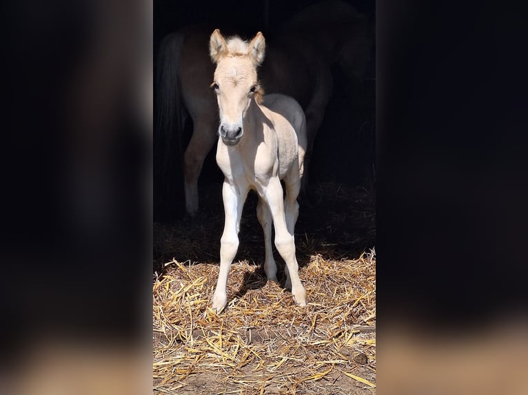 Fjord Horses Stallion Foal (06/2025) Red Dun in Emmer compascuum Fjord Horses Stallion Foal (06/2025) Red Dun in Emmer compascuum
