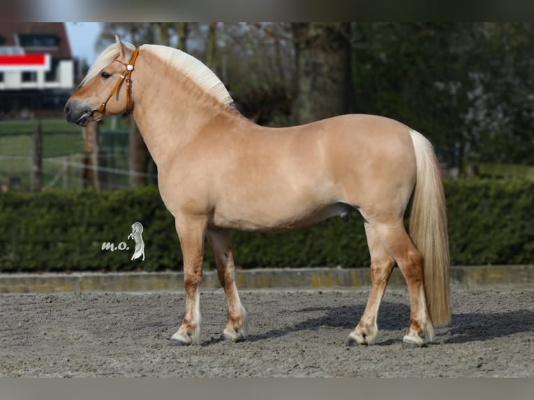 Fjord Horses Stallion Foal (06/2025) Red Dun in Emmer compascuum Fjord Horses Stallion Foal (06/2025) Red Dun in Emmer compascuum