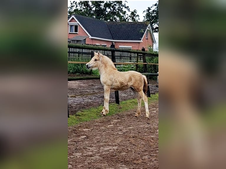 Fjord Horses Stallion Foal (06/2025) Red Dun in Emmer compascuum Fjord Horses Stallion Foal (06/2025) Red Dun in Emmer compascuum