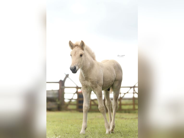 Fjord Horses Stallion Foal (06/2025) Red Dun in Emmer compascuum Fjord Horses Stallion Foal (06/2025) Red Dun in Emmer compascuum
