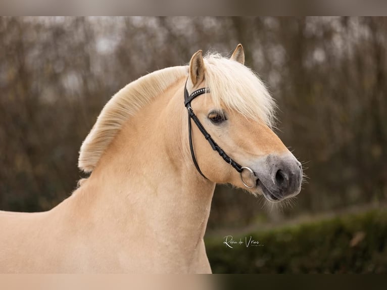 Fjord Horses Stallion Red Dun in Hijken