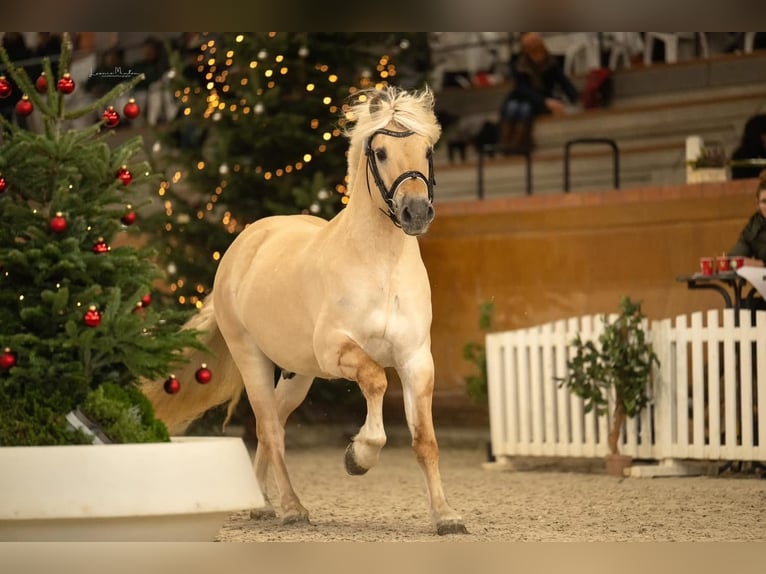 Fjord Horses Stallion Red Dun in Hijken