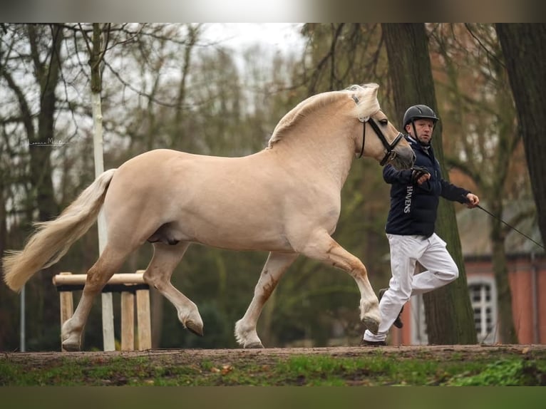 Fjord Horses Stallion Red Dun in Hijken