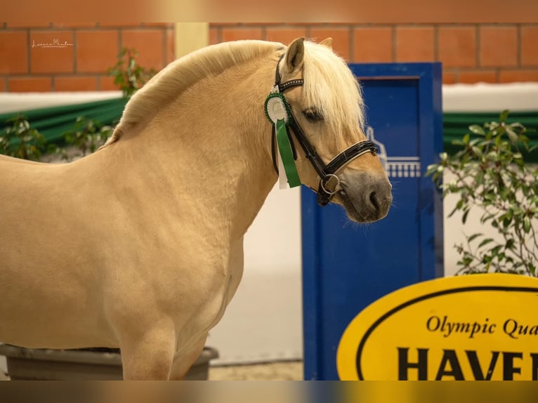 Fjord Horses Stallion Red Dun in Hijken
