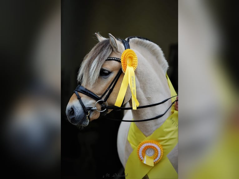 Fjord Horses Stallion in Wingst