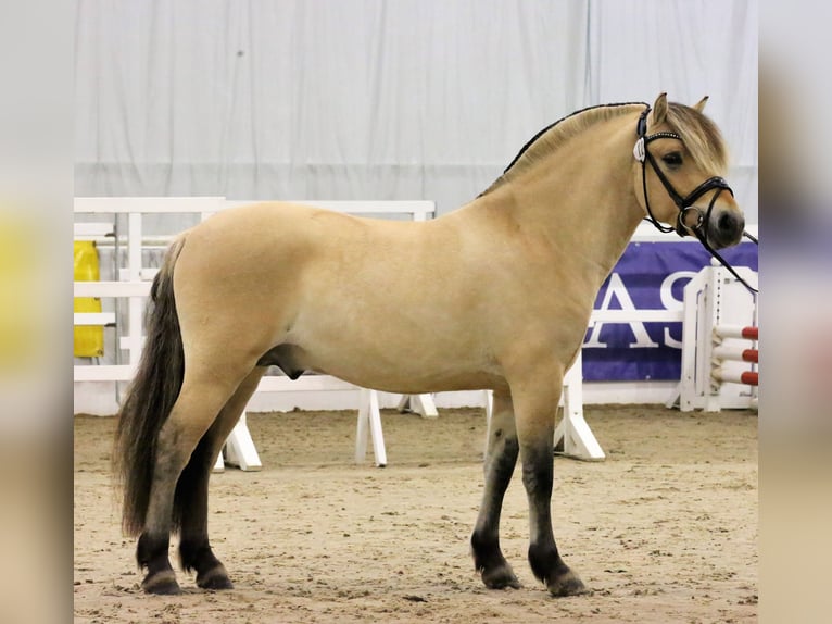 Fjord Horses Stallion in Wingst