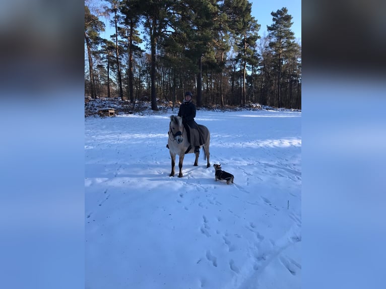 Fjord Merrie 10 Jaar 147 cm Falbe in Rheurdt