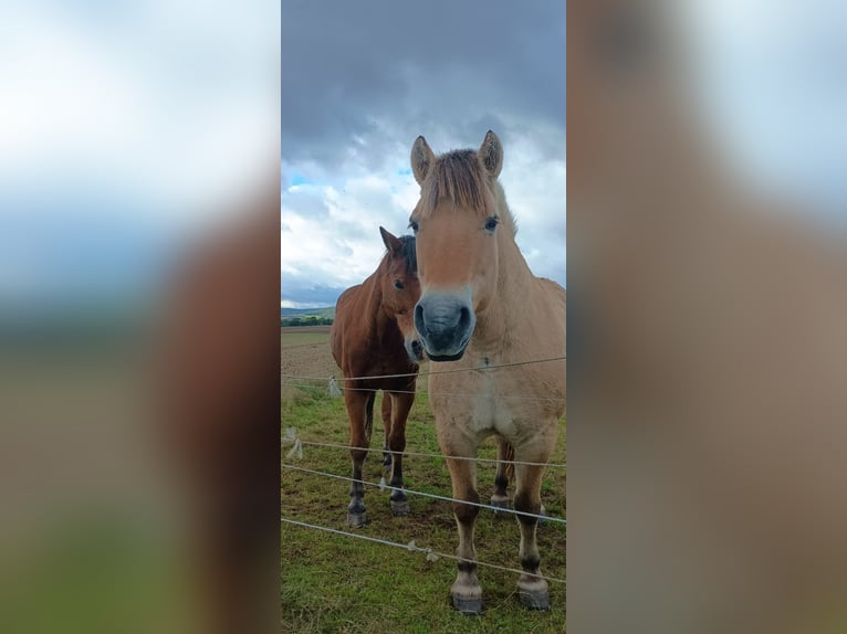 Fjord Mix Merrie 10 Jaar 149 cm Falbe in Monzingen