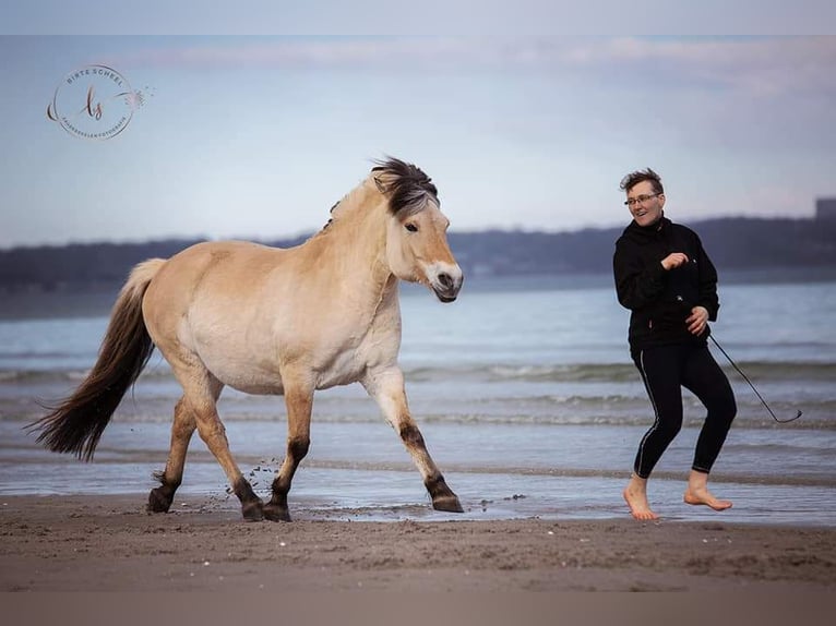 Fjord Merrie 10 Jaar Falbe in Rehhorst