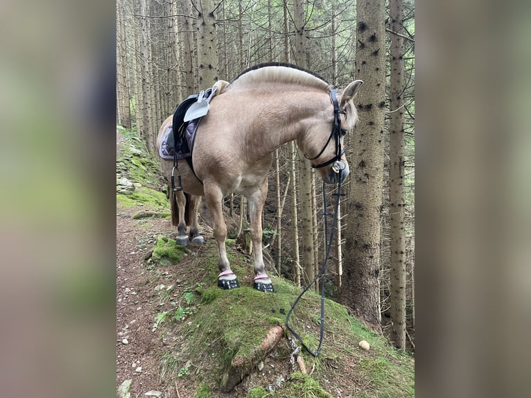 Fjord Merrie 12 Jaar 142 cm Lichtbruin in Mürzzuschlag