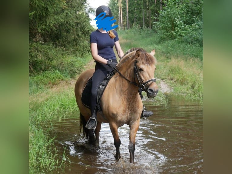 Fjord Merrie 14 Jaar 133 cm Falbe in Celle