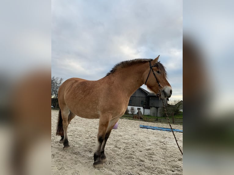 Fjord Merrie 15 Jaar 155 cm Falbe in Neustadt bei Coburg