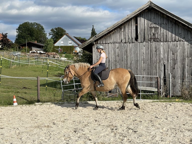 Fjord Mix Merrie 16 Jaar 155 cm Falbe in Neustadt bei Coburg