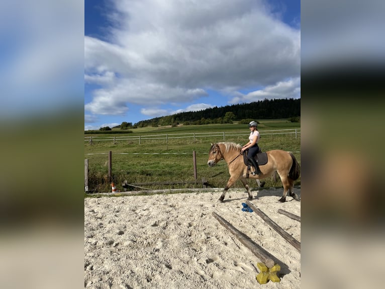 Fjord Mix Merrie 16 Jaar 155 cm Falbe in Neustadt bei Coburg