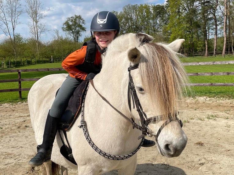 Fjord Merrie 18 Jaar 142 cm Wit in Tessenderlo