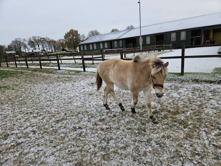 Fjord Merrie 1 Jaar 123 cm Falbe in Leende