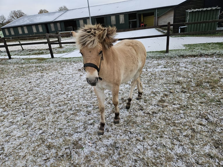 Fjord Merrie 1 Jaar 123 cm Falbe in Leende