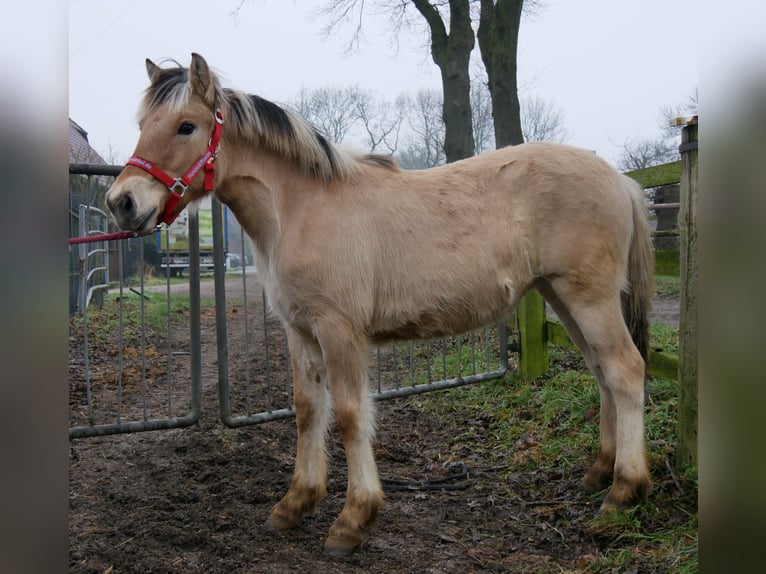 Fjord Merrie 1 Jaar 129 cm in Dorsten