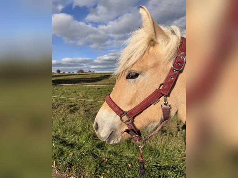 Fjord Merrie 1 Jaar 135 cm Falbe in Steinefrenz