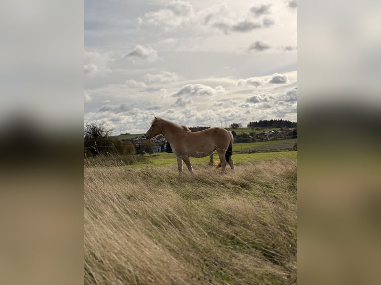 Fjord Merrie 1 Jaar 135 cm Falbe in Steinefrenz