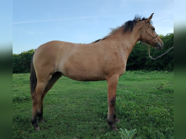 Fjord Mix Merrie 1 Jaar 140 cm Falbe in Orbottyan