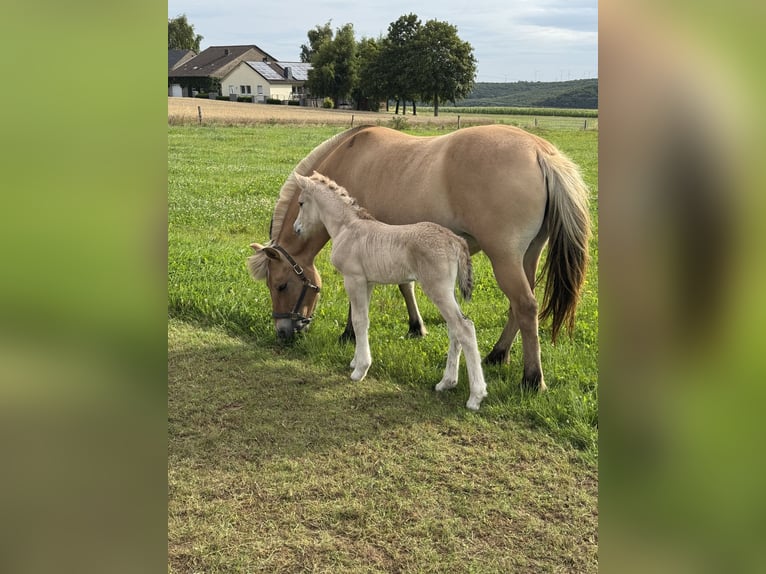 Fjord Merrie 1 Jaar 148 cm Falbe in Marsberg