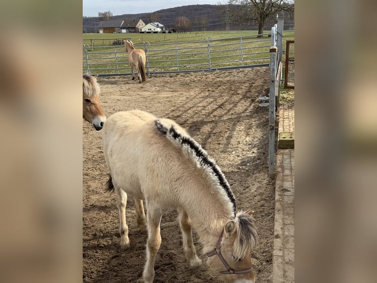 Fjord Merrie 1 Jaar 148 cm Falbe in Marsberg