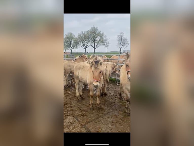 Fjord Merrie 1 Jaar in Dorsten