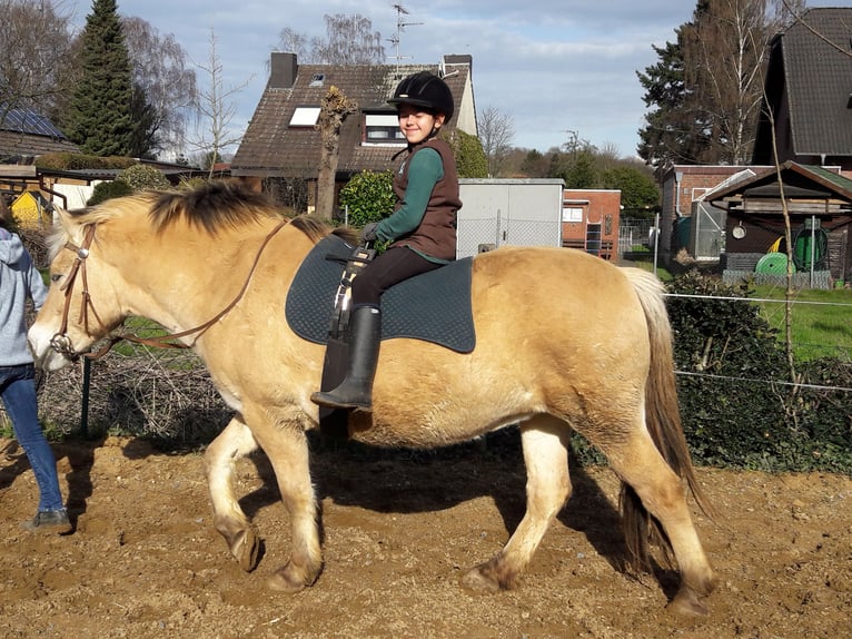 Fjord Merrie 23 Jaar 145 cm Falbe in Linnich