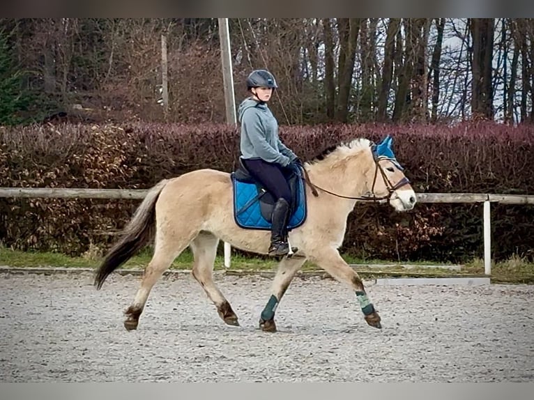 Fjord Merrie 3 Jaar 135 cm Falbe in Neustadt (Wied)