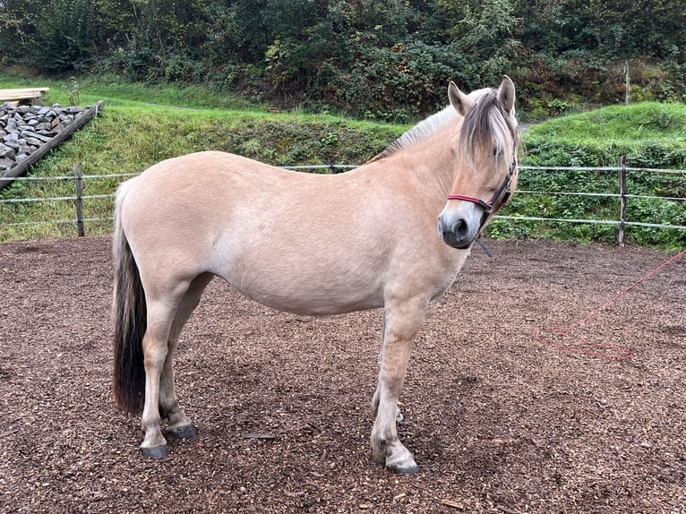 Fjord Merrie 3 Jaar 143 cm Falbe in BergneustadtBergneustadt