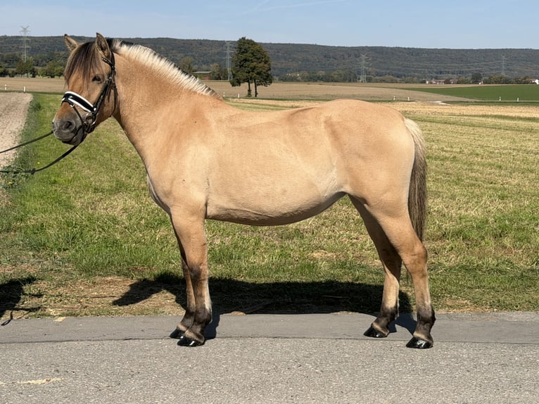 Fjord Merrie 3 Jaar 148 cm Falbe in Riedlingen