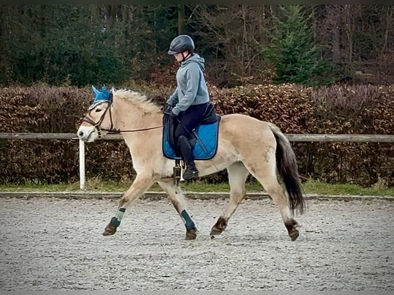 Fjord Merrie 4 Jaar 135 cm Falbe in Neustadt (Wied)