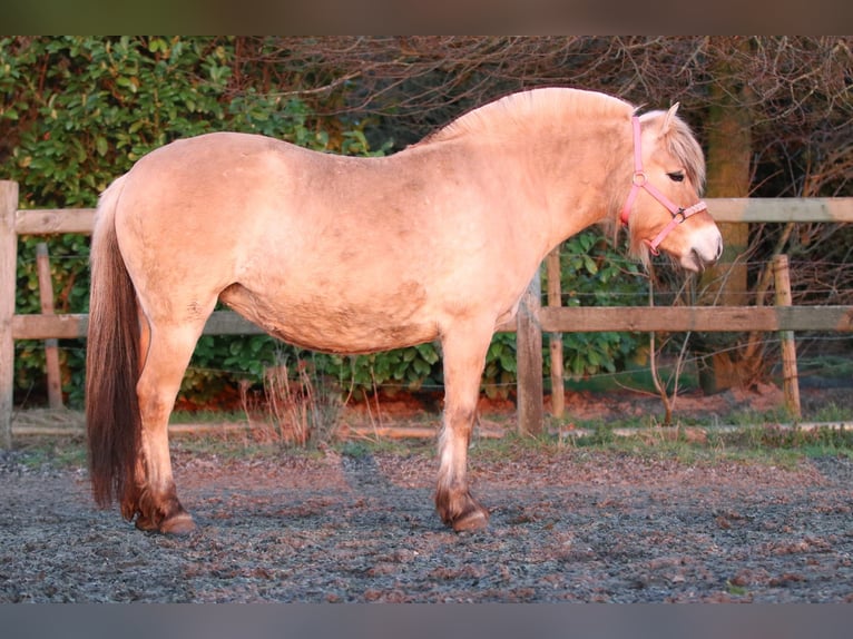 Fjord Merrie 4 Jaar 140 cm  in Roosendaal
