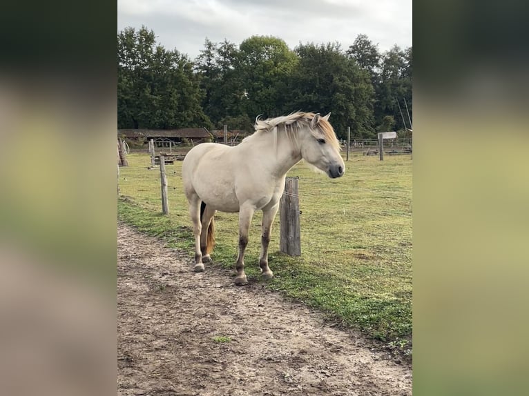 Fjord Merrie 4 Jaar 143 cm Falbe in Hitzacker