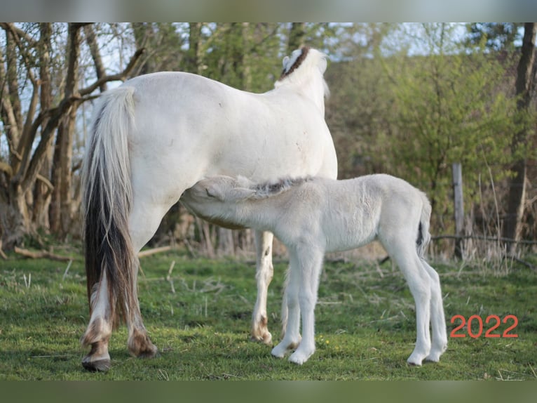 Fjord Merrie 4 Jaar 143 cm Falbe in Hitzacker