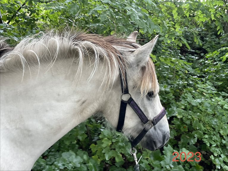 Fjord Merrie 4 Jaar 144 cm Falbe in Hitzacker