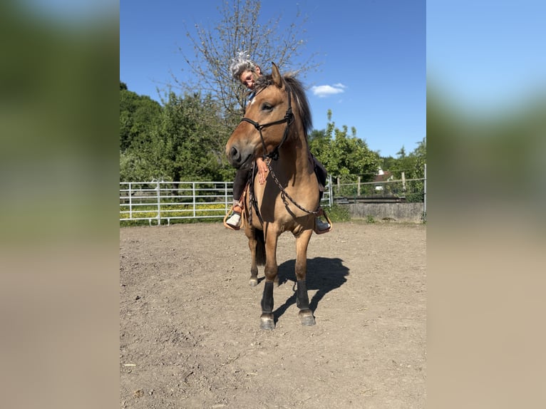 Fjord Mix Merrie 4 Jaar 145 cm Falbe in Illerkirchberg