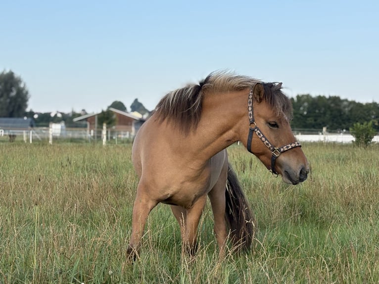 Fjord Mix Merrie 4 Jaar 145 cm Falbe in Illerkirchberg