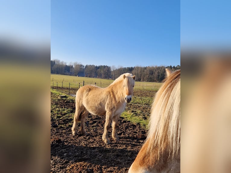 Fjord Merrie 4 Jaar 146 cm Red Dun in Stipshausen