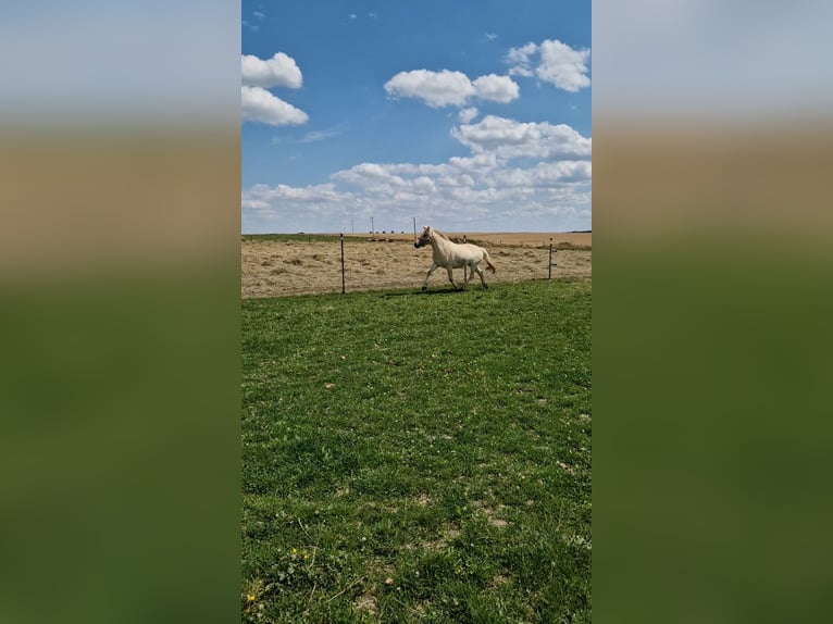 Fjord Merrie 4 Jaar 146 cm Red Dun in Stipshausen