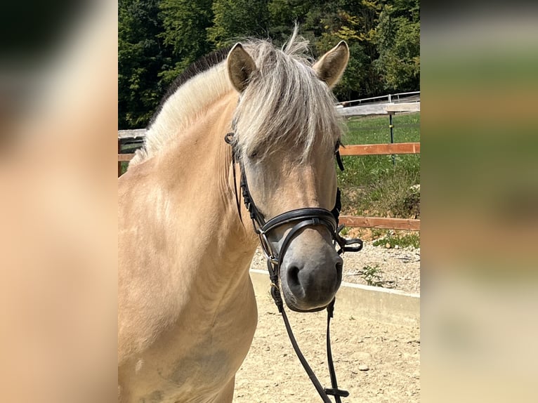 Fjord Merrie 5 Jaar 145 cm Falbe in Ursensollen