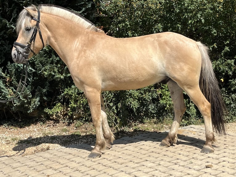 Fjord Merrie 5 Jaar 145 cm Falbe in Ursensollen