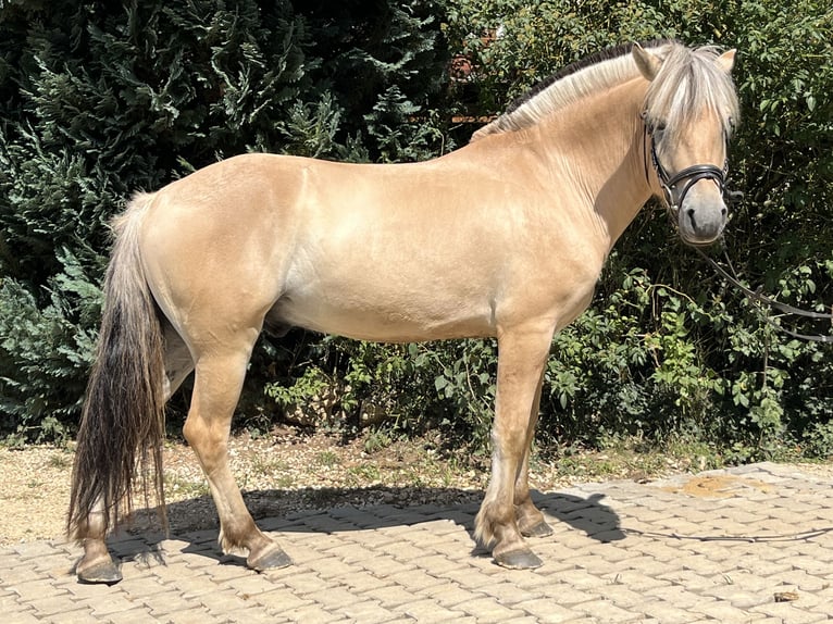Fjord Merrie 5 Jaar 145 cm Falbe in Ursensollen