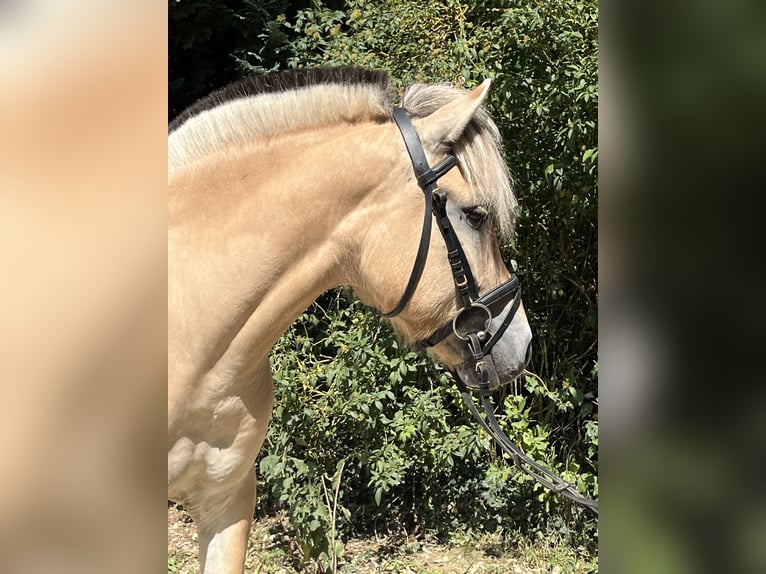 Fjord Merrie 5 Jaar 145 cm Falbe in Ursensollen