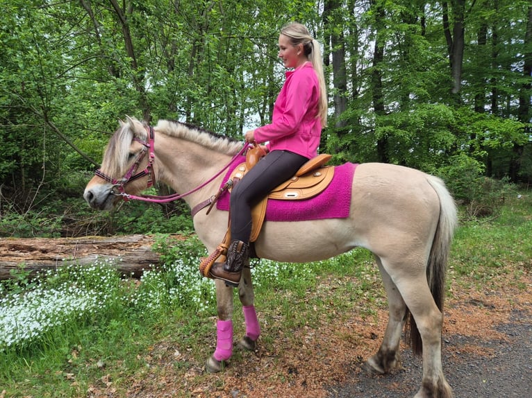 Fjord Merrie 5 Jaar 146 cm Falbe in Linkenbach