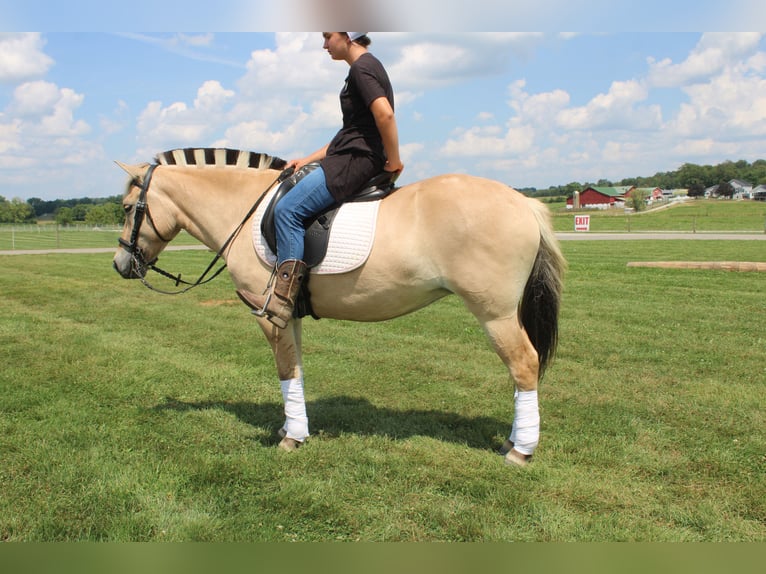 Fjord Merrie 5 Jaar 147 cm Buckskin in Millersburg