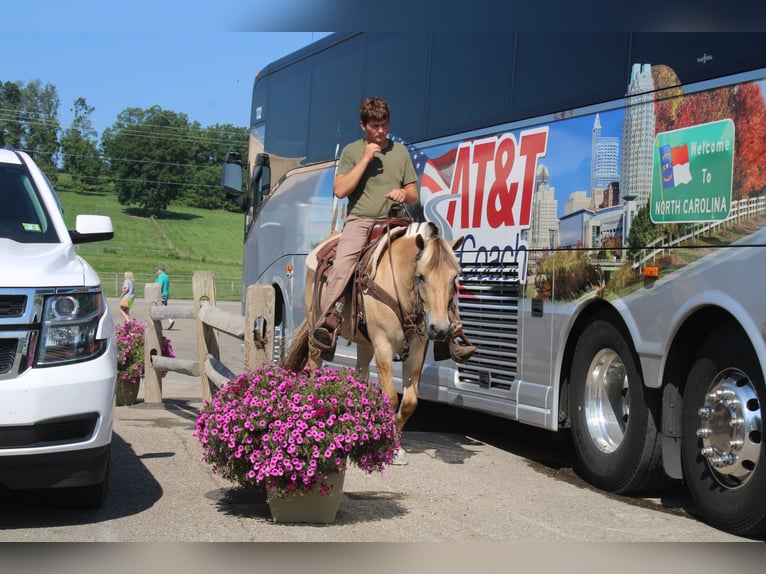 Fjord Merrie 5 Jaar 147 cm Buckskin in Millersburg