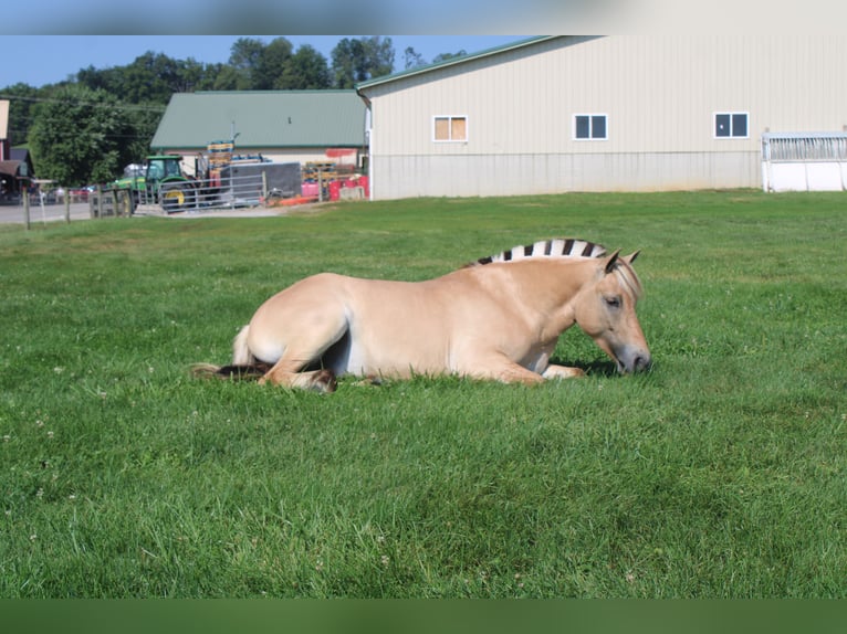 Fjord Merrie 5 Jaar 147 cm Buckskin in Millersburg