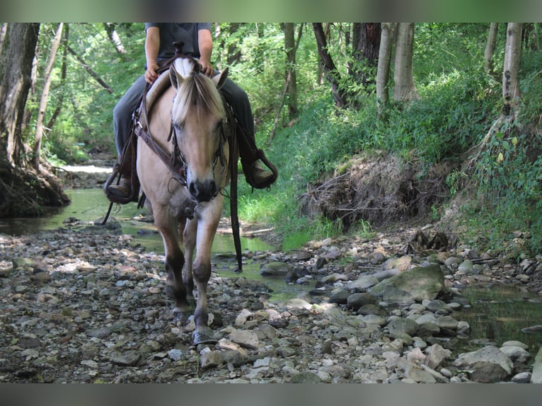 Fjord Merrie 5 Jaar 147 cm Buckskin in Millersburg
